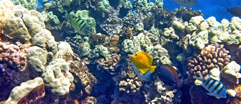 Immerse Yourself in Maui's Marine Life with a Snorkeling Discount